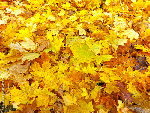 Autumn multicolored carpet of yellow bright fallen maple
