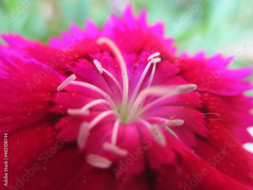 pink gerber daisy