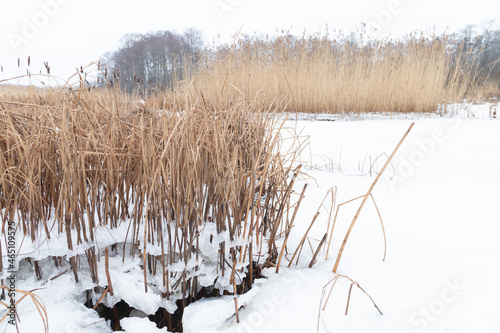 Winter landscape with dry reed in white snow and ice, natural photo