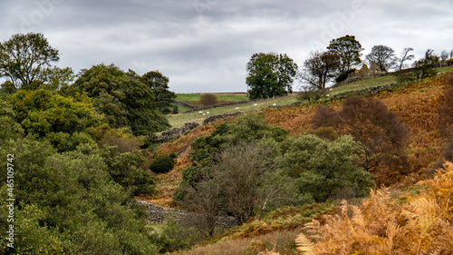 Autumn landscape with trees