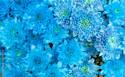 Beautiful blue chrysanthemum overlooking white petals and yellow middle