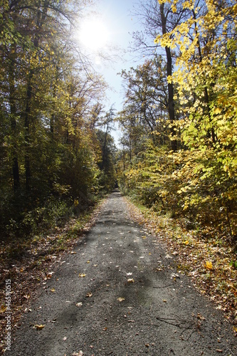 Beautiful Autumn Forest Impressions