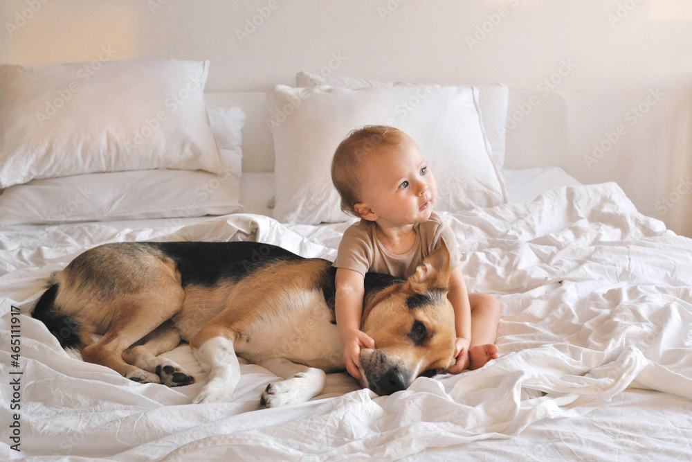 Thoughtful baby or infant cuddles a dog on a bed. Pets are the best friends. Sunset light. Twilight. Selective focus. Thoughtful baby or infant cuddles a dog on a bed. Pets are the best friends. Sunset light. Twilight. Selective focus.