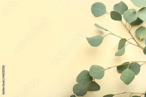 Eucalyptus branches on color background