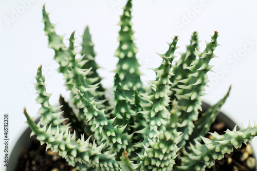Aloe humilis plant on white background photo