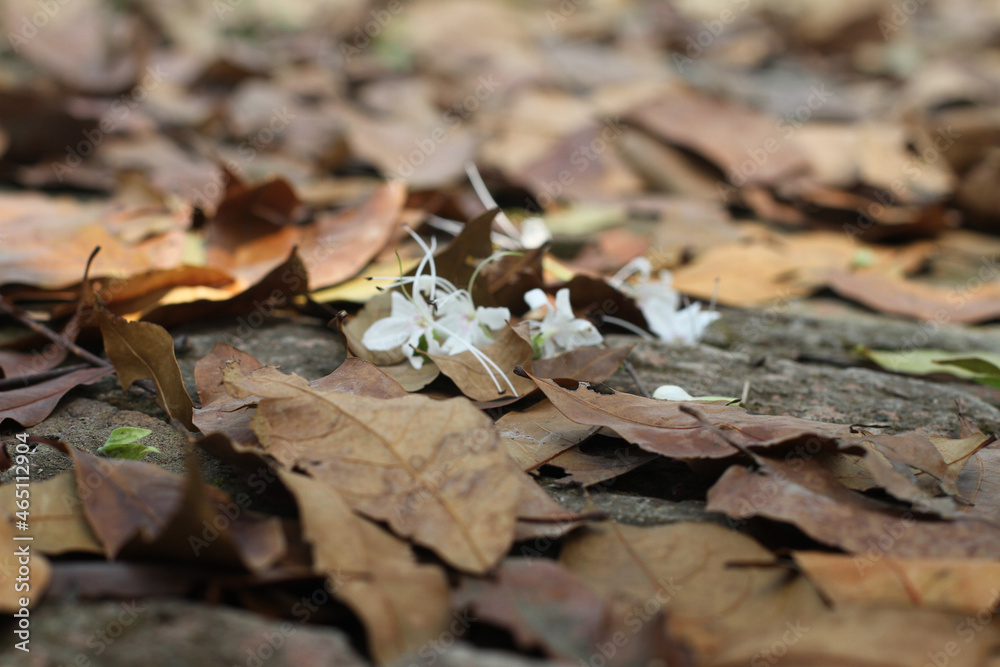 fallen autumn leaves on the ground 