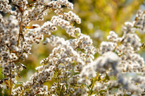 Selective focus inflorescences of dry grass on green and yellow background with copy space. Natural background of wild dried flowers. Autumn season concept.