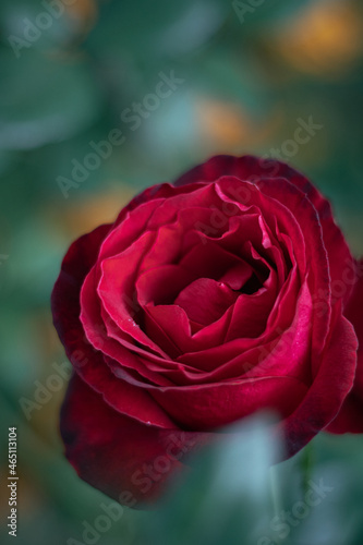 red rose with drops. red rose in the garden. raindrops on the petals of a red rose. after the rain.