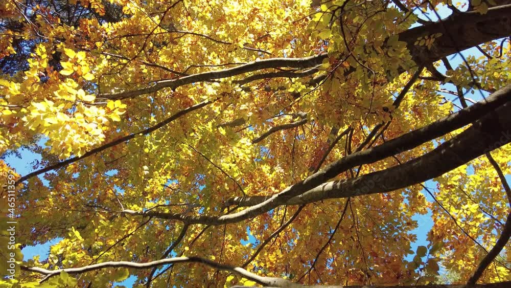 Spinning view of tree tops with yellow leaves and bright blue sky Spinning view of tree tops with yellow leaves and bright blue sky