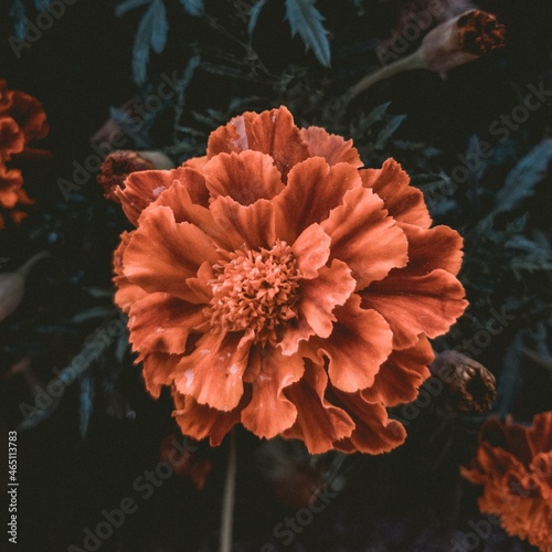 orange dahlia flower