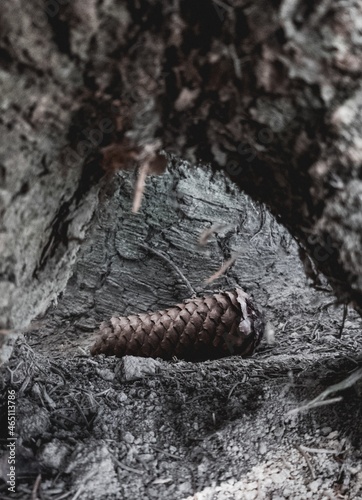 Under the tree