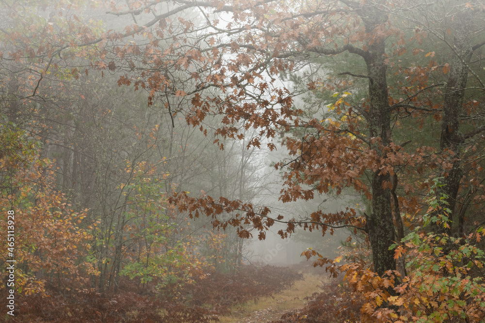 Foggy autumn landscape of woodland, Hiawatha National Forest, Michigan's Upper Peninsula, USA