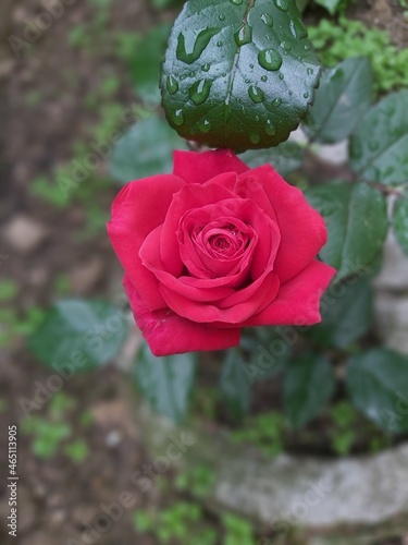 red rose with water drops