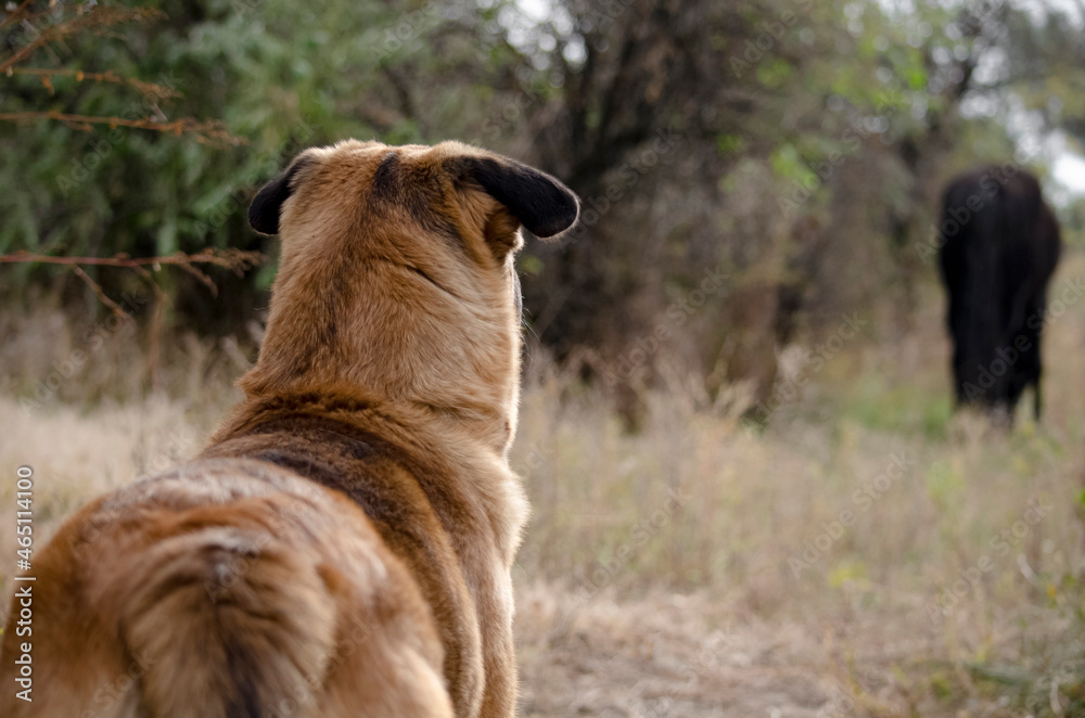 german shepherd dog german shepherd dog