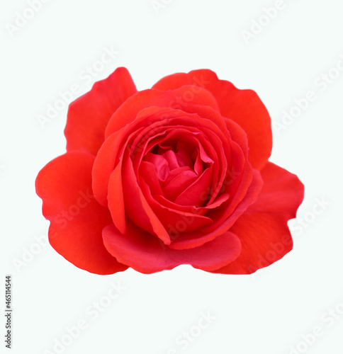 red rose  isolated on white background