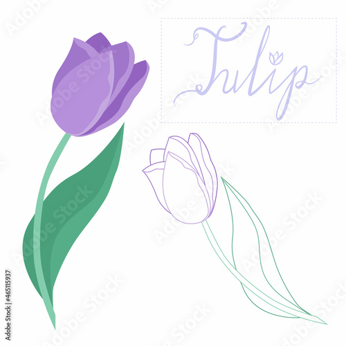 Two tulips hand-drawn in a flat style and with lines. Tulip on a white background for design. Spring flowers elements for decor