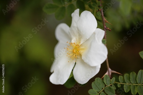 Flower of a silky rose  Rosa sericea