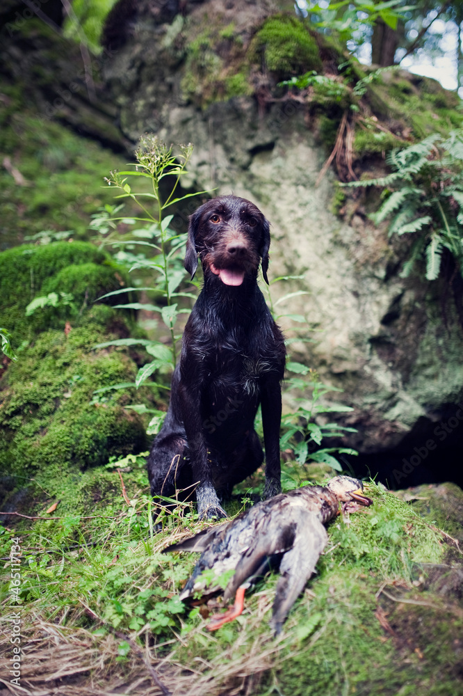 Young dog of Bohemian wire-haired Pointing griffon. Hound with duck. Young dog of Bohemian wire-haired Pointing griffon. Hound with duck.