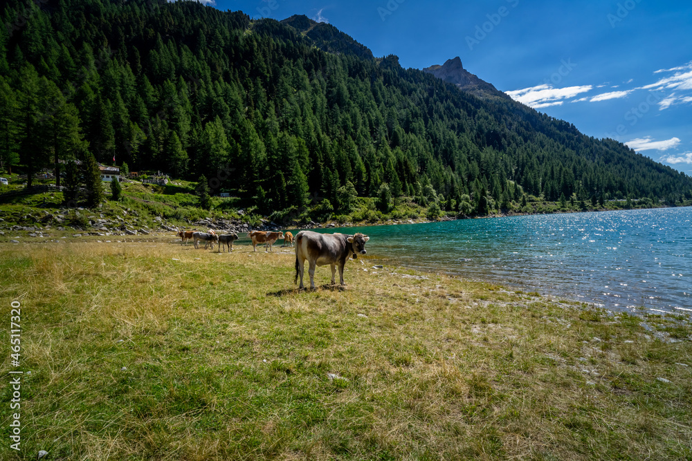 Obraz premium Hiking around the Neves Reservoir in South Tyrol.