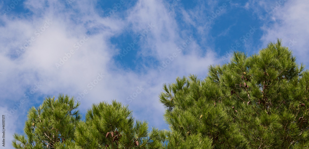 Part of pine tree against blue summer sky in web banner format as background with copy space Part of pine tree against blue summer sky in web banner format as background with copy space