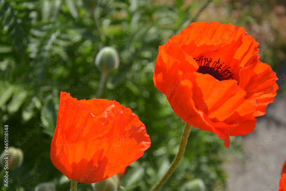 Fototapeta premium Scarlet poppies on a beautiful sunny day. Russia, St.Peterburg 