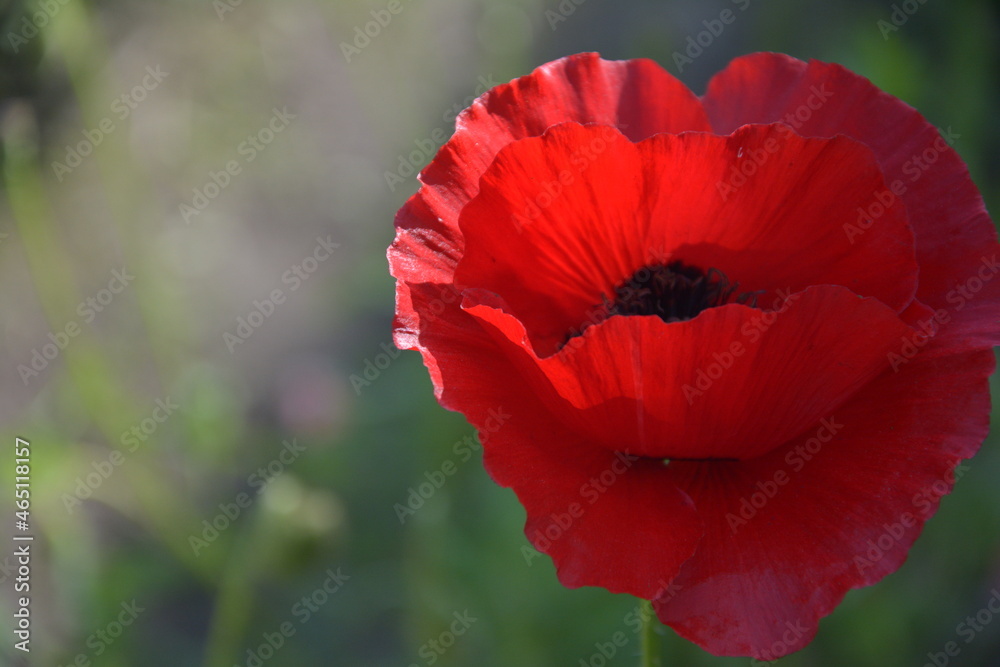 Beautiful poppy flower in the rays of the bright sun. Russia, St.Peterburg Beautiful poppy flower in the rays of the bright sun. Russia, St.Peterburg