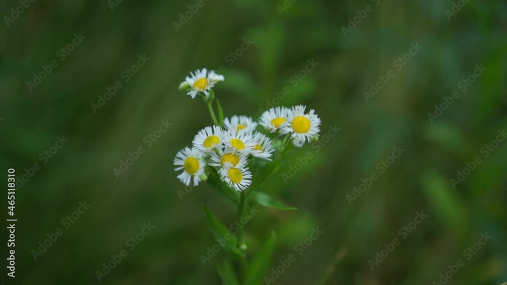 Bunch of white and yellow camomiles on stem sways in light wind against green grass on forest glade on summer day slow motion macro Bunch of white and yellow camomiles on stem sways in light wind against green grass on forest glade on summer day slow motion macro