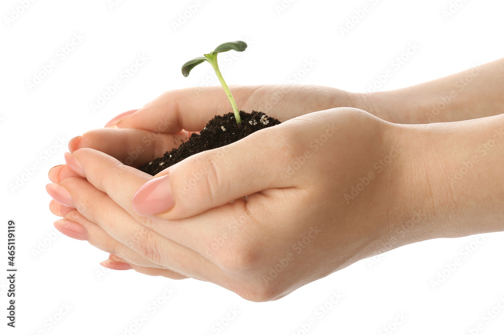 Woman holding green seedling with heap of soil on white background Woman holding green seedling with heap of soil on white background