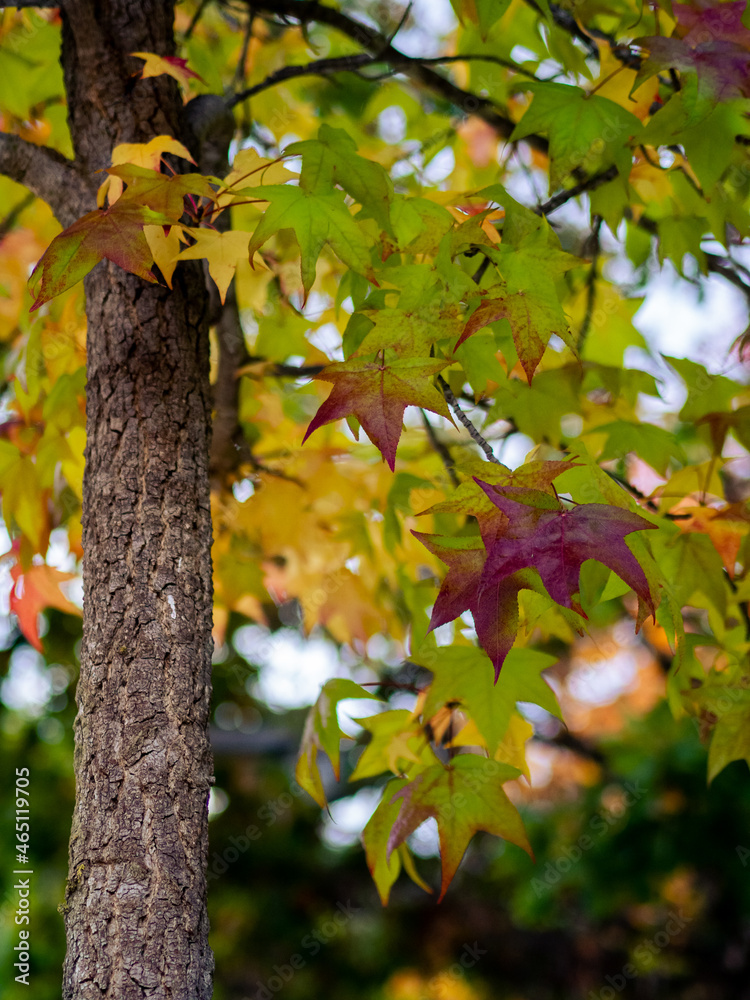 Selective focus of liquidambar (sweetgum tree) leafs with blurred background Selective focus of liquidambar (sweetgum tree) leafs with blurred background