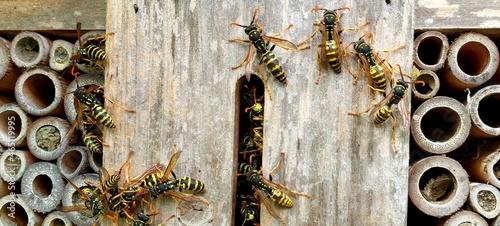 groupe de guêpes devant leur nid	

