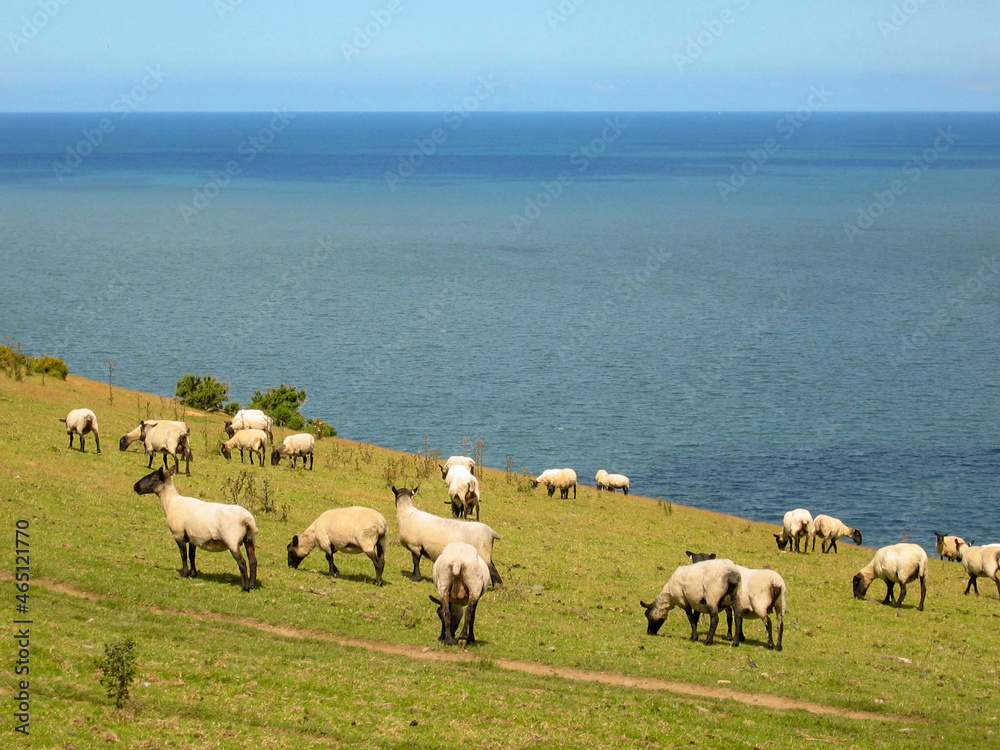 Sheep grazing in a field on a farm near the sea with the coastline in the background. No people.