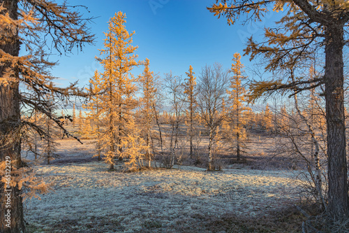 Landscape of the autumn nature of the northern forest-tundra of Siberia in warm colors. Yellowed needles of larch and birch. Amber colors of taiga autumn in the polar region. 