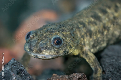 Closeup on an aquatic juvenile Spanish ribbed newt, Pleurodeles waltl photo