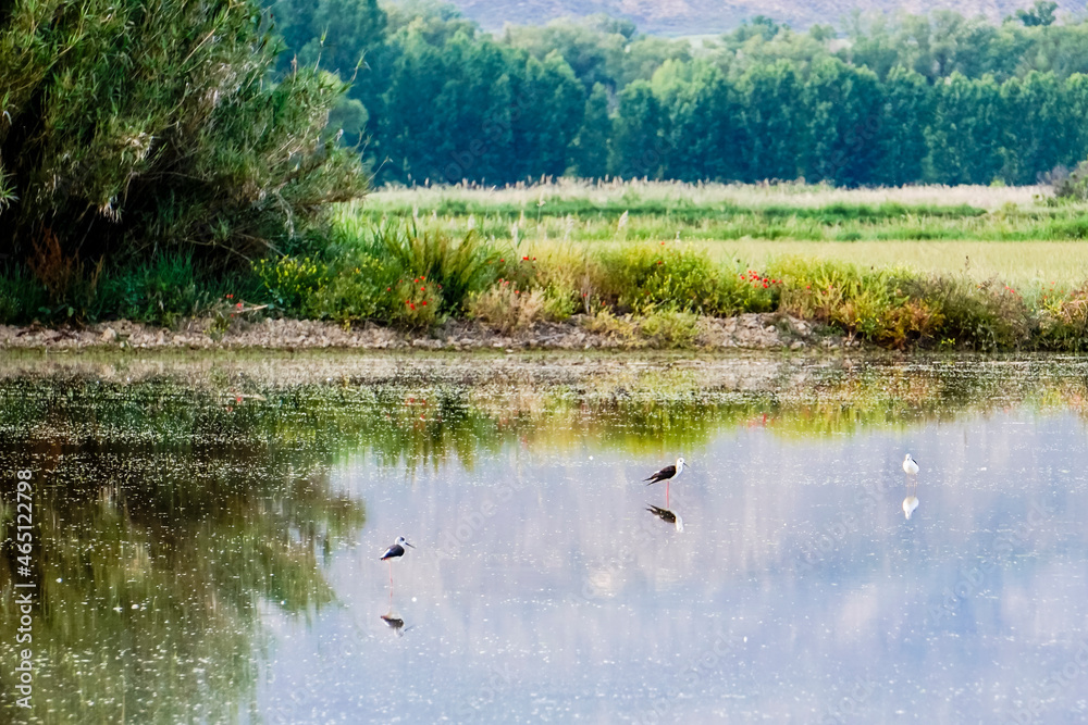 lagoon surrounded by vegetation with water birds lagoon surrounded by vegetation with water birds