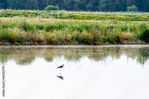 lagoon surrounded by vegetation with water birds © cribea