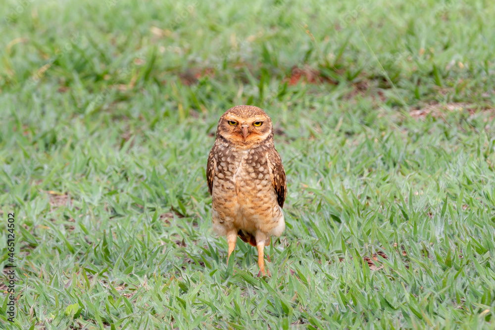 Burrowing owl perched on grass looking straight ahead in selective focus. Burrowing owl perched on grass looking straight ahead in selective focus.