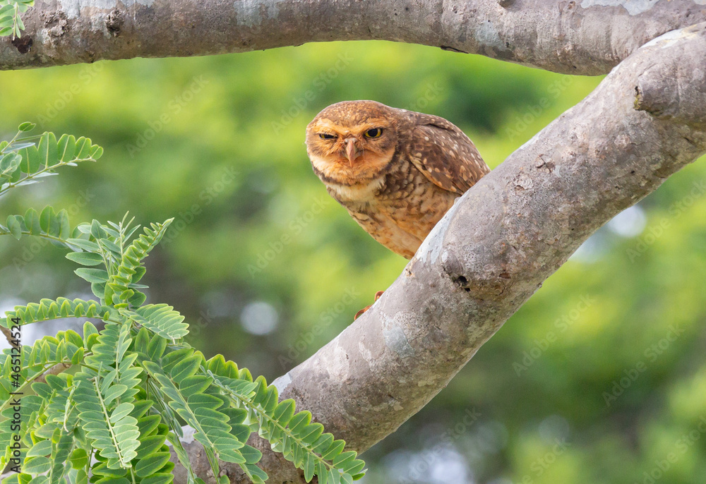 Burrowing owl perched on a tree branch. in selective focus Burrowing owl perched on a tree branch. in selective focus