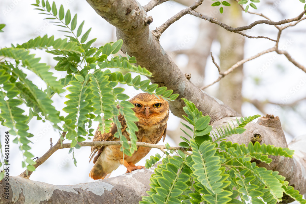 Burrowing owl hidden among the leaves of the tree