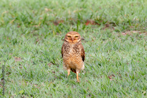 Burrowing owl perched on grass looking straight ahead in selective focus.