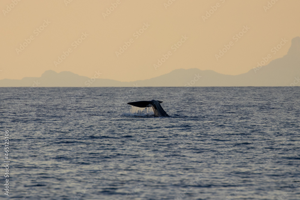 Sperm whale in the Pelagos sanctuary