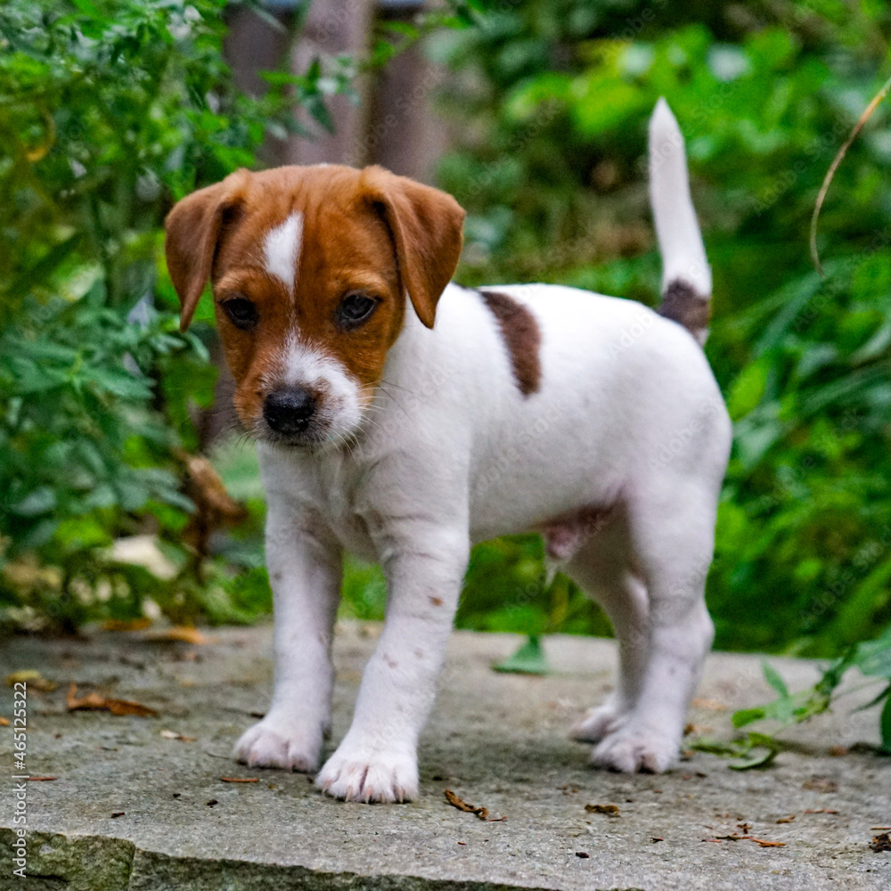 Puppy on Stone Puppy on Stone