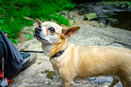 Chihuahua on Hiking Tour in the Valley of the Snakes in Lower Bavaria