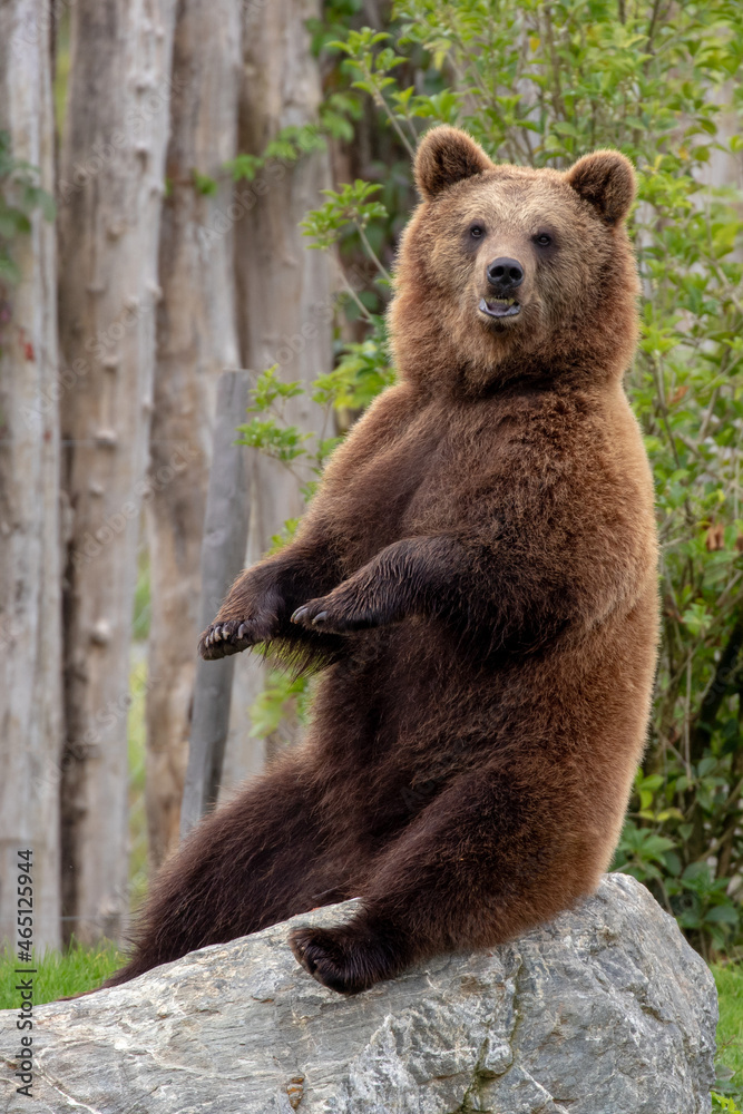 Fototapeta premium Brown bear - Ursus arctos