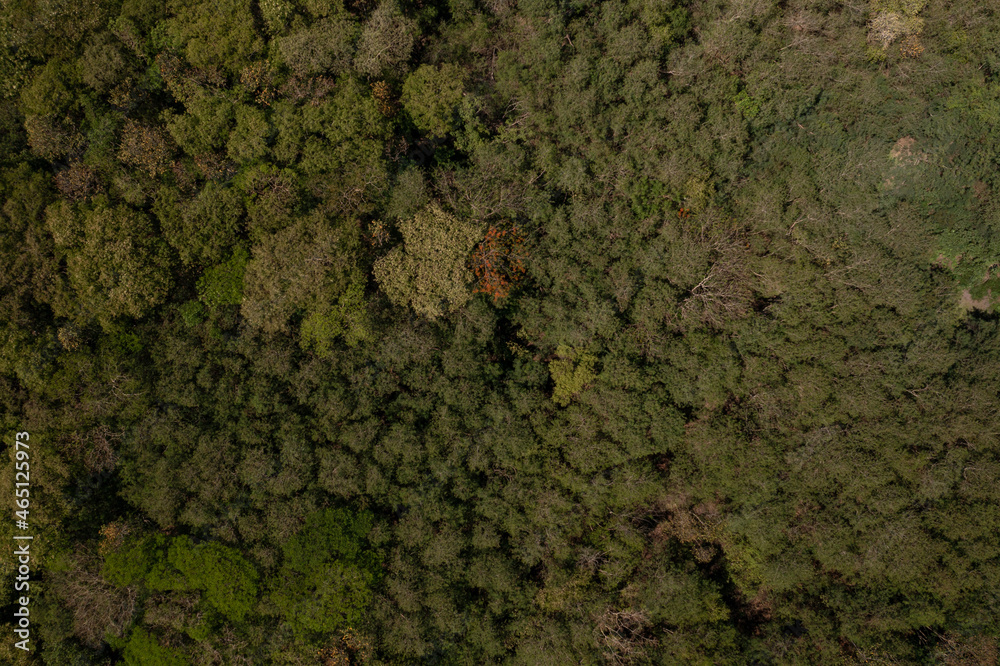 Obraz premium tree tops viewed from above
