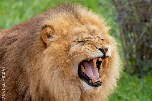 Valokuva Panthera leo krugeri