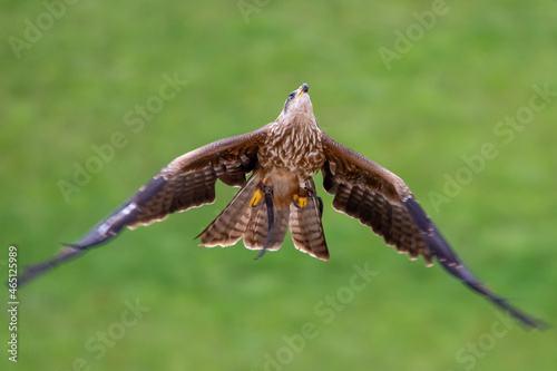 Black kite - Milvus migrans