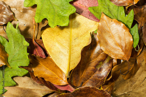 Hojas de colores variadas secas. Vista superior y de cerca. Concepto: Otoño