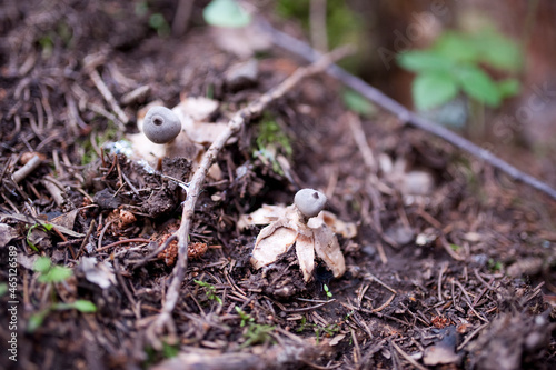 Geastrum - earthstar inedible mushroom. Interesting puffball-like mushroom. photo