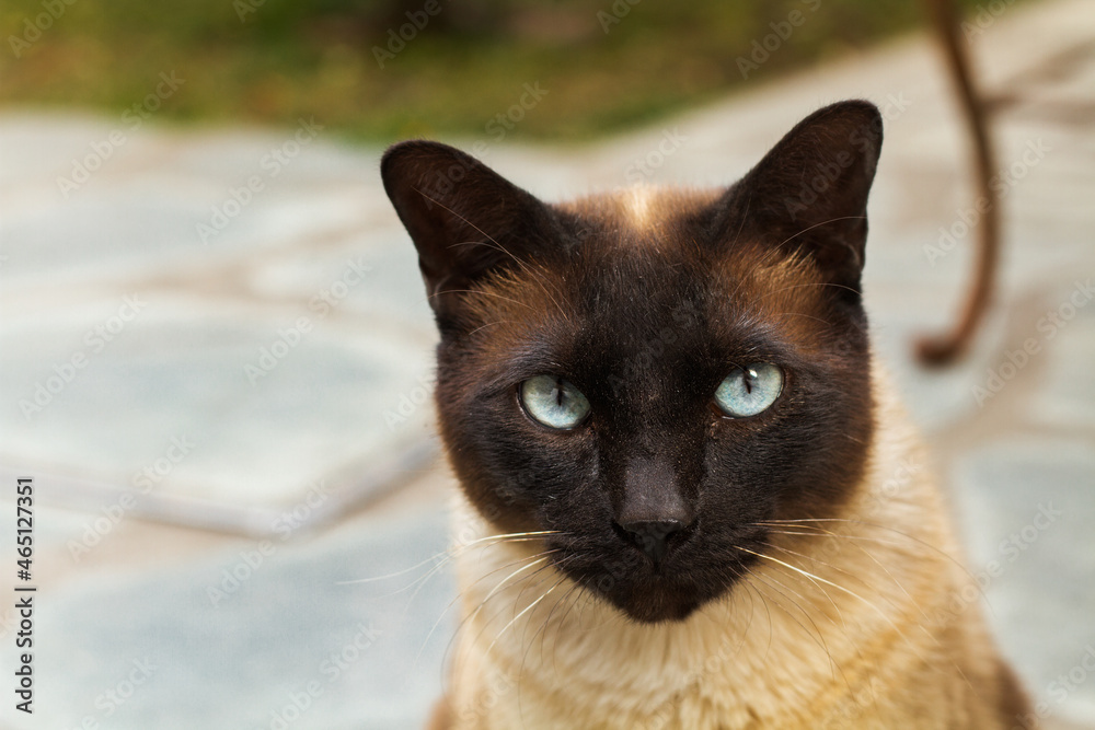 Gato siames en el jardin al aire libre. Vista de frente y de cerca