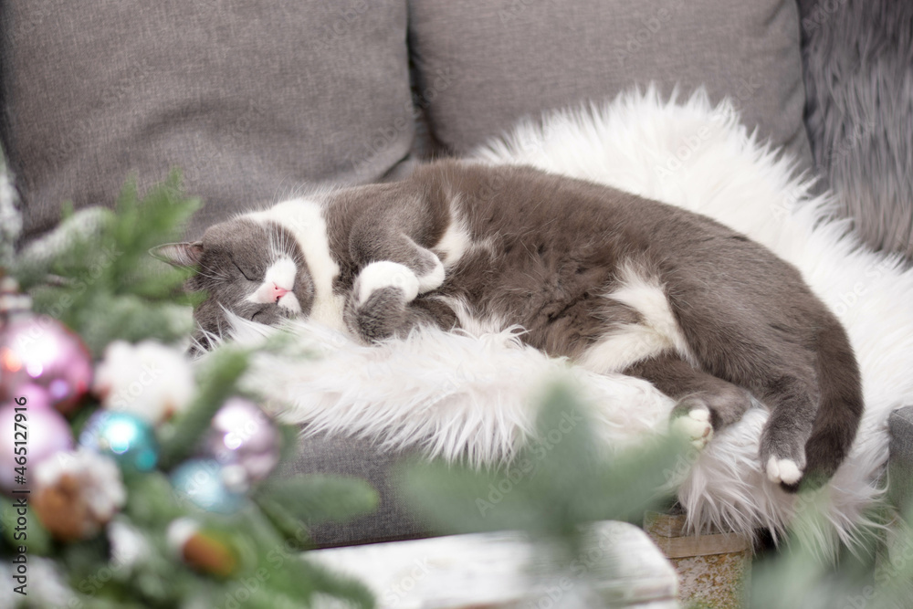 Gray cat sleeping near christmas decoration